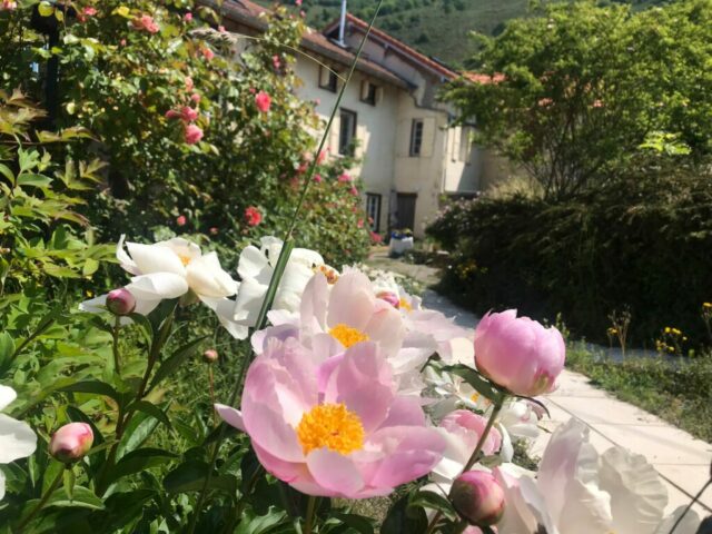 Les pivoines nous accueillent Le jardi est fleuri et coloré toute l'année